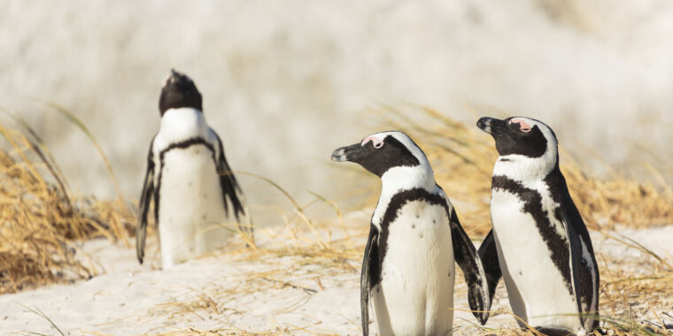 saving-the-african-penguin-from-climate-change-and-overfishing