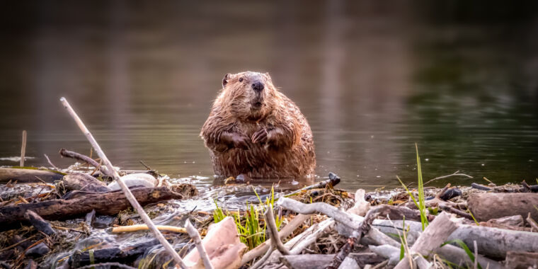how-watching-beavers-from-space-can-help-drought-ridden-areas-bounce-back