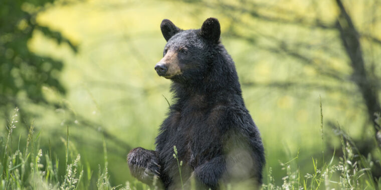 study-finds-bigfoot-sightings-correlate-with-black-bear-populations