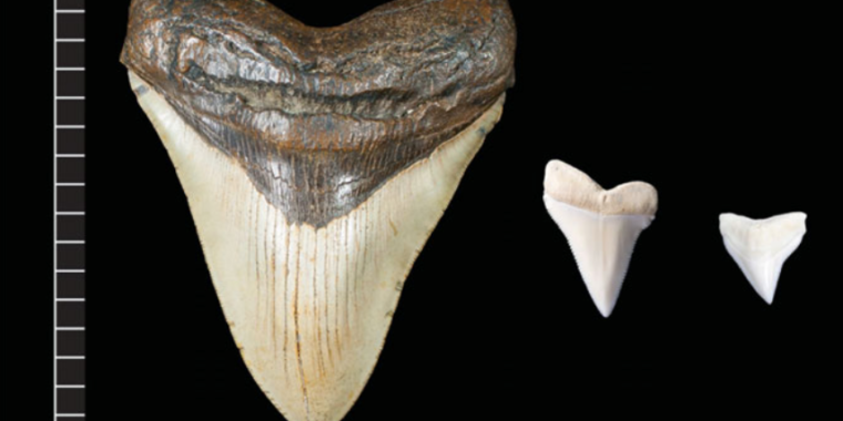 megalodon-wasn’t-as-chonky-as-a-great-white-shark,-experts-say