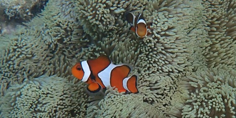 clownfish-“count”-white-stripes-to-determine-if-an-invader-is-friend-or-foe