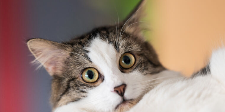 “very-sick”-pet-cat-gave-oregon-resident-case-of-bubonic-plague