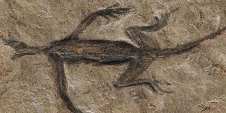 it’s-a-fake:-mysterious-280-million-year-old-fossil-is-mostly-just-black-paint