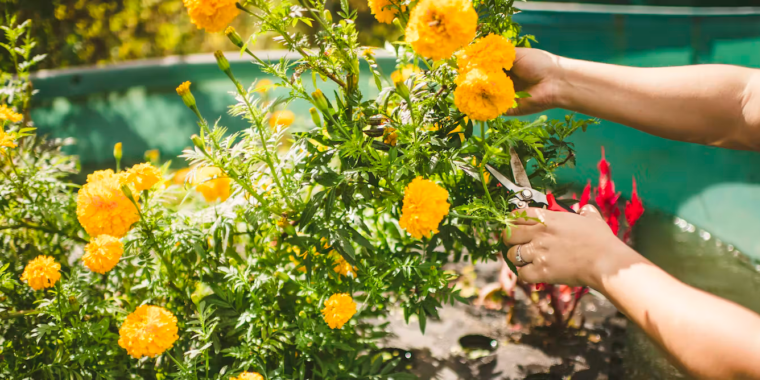 flowers-grown-floating-on-polluted-waterways-can-help-clean-up-nutrient-runoff