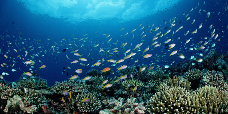 seeding-steel-frames-brings-destroyed-coral-reefs-back-to-life