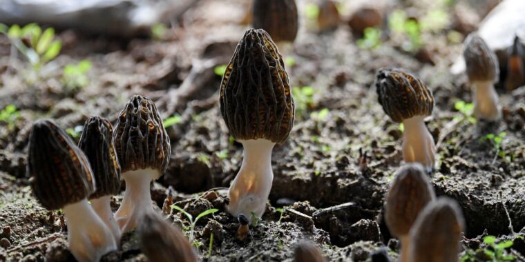 deadly-morel-mushroom-outbreak-highlights-big-gaps-in-fungi-knowledge
