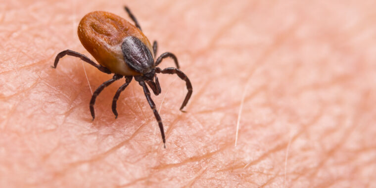 tick-killing-pill-shows-promising-results-in-human-trial