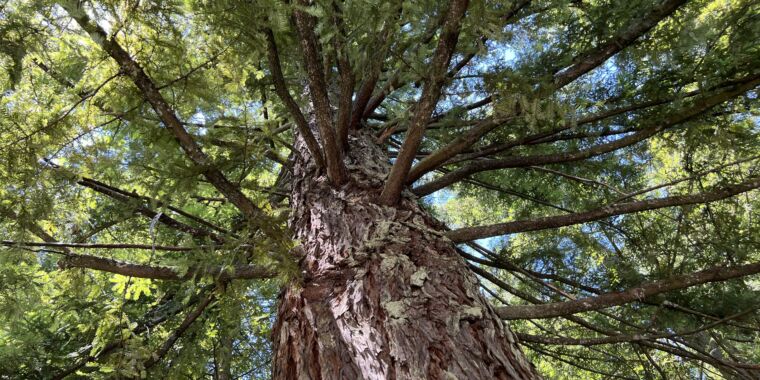 redwoods-are-growing-almost-as-fast-in-the-uk-as-their-californian-cousins