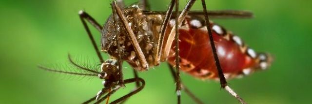 puerto-rico-declares-public-health-emergency-as-dengue-cases-rise