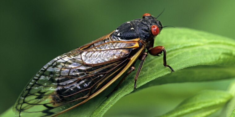 the-entire-state-of-illinois-is-going-to-be-crawling-with-cicadas