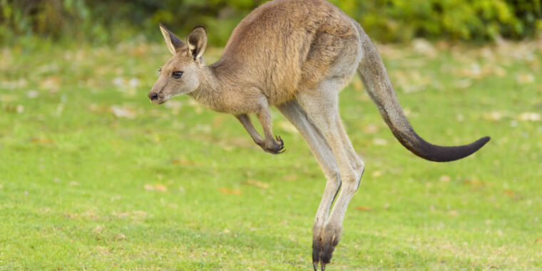 carmakers-give-up-on-software-that-avoids-kangaroos