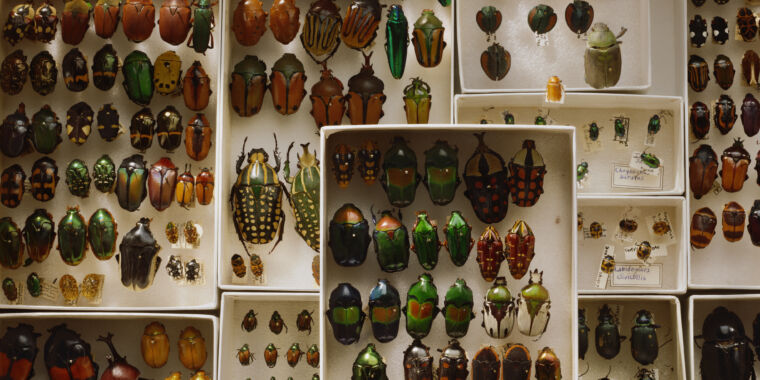 why-are-there-so-many-species-of-beetles?