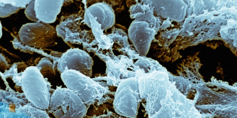 kamikaze-bacteria-explode-into-bursts-of-lethal-toxins