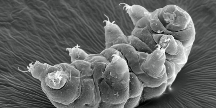 studies-reveal-new-clues-to-how-tardigrades-can-survive-intense-radiation