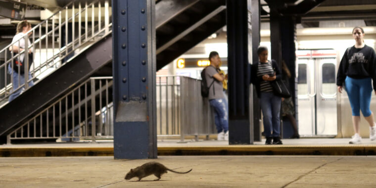 life-threatening-rat-pee-infections-reach-record-levels-in-nyc