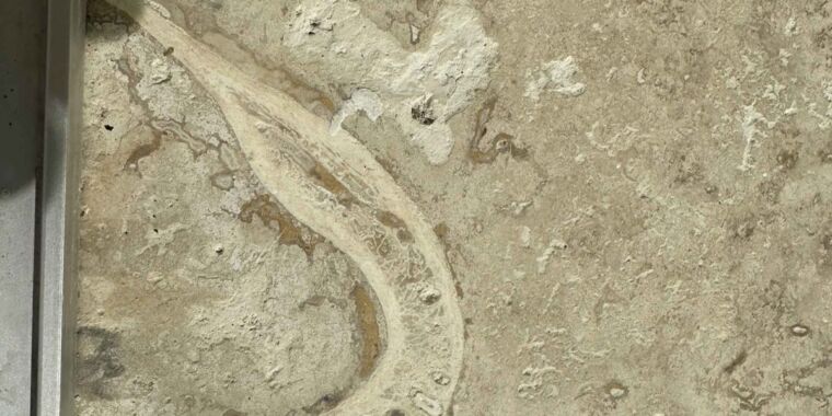 renovation-relic:-man-finds-hominin-jawbone-in-parents’-travertine-kitchen-tile