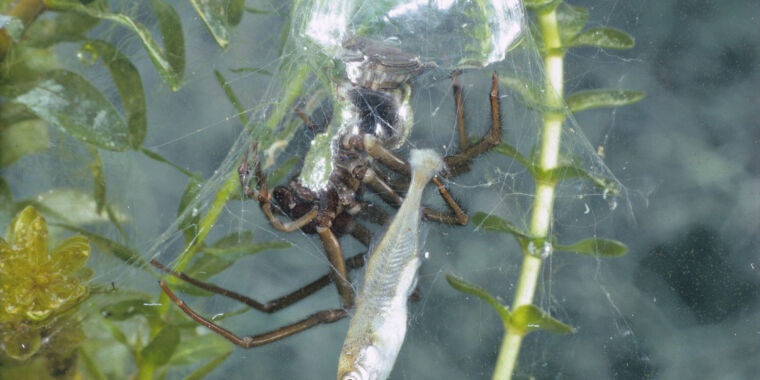 swimming-and-spinning-aquatic-spiders-use-slick-survival-strategies