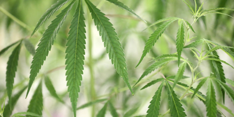 dea-to-reclassify-marijuana-as-a-lower-risk-drug,-reports-say