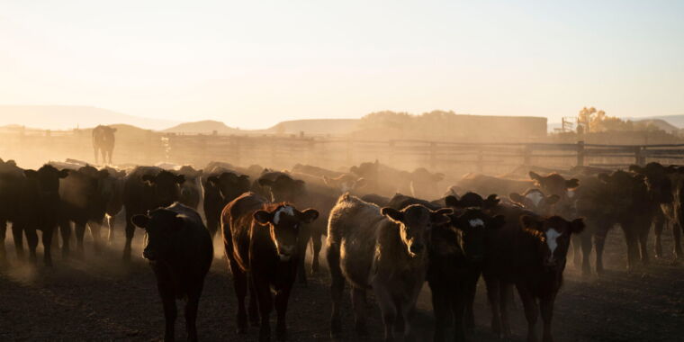 no-one-has-seen-the-data-behind-tyson’s-“climate-friendly-beef”-claim
