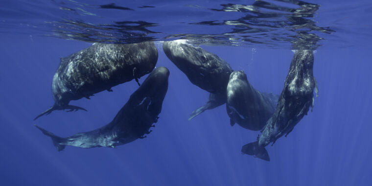whale-songs-have-features-of-language,-but-whales-may-not-be-speaking