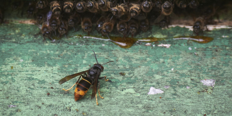 the-hornet-has-landed:-scientists-combat-new-honeybee-killer-in-us