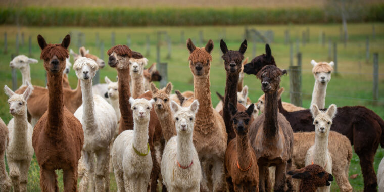 alpacas-in-idaho-test-positive-for-h5n1-bird-flu-in-another-world-first