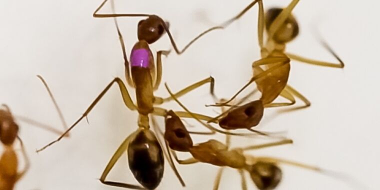 call-the-ant-doctor:-amputation-gives-injured-ants-a-leg-up-on-infections