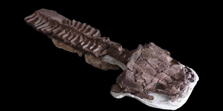 giant-salamander-species-found-in-what-was-thought-to-be-an-icy-ecosystem