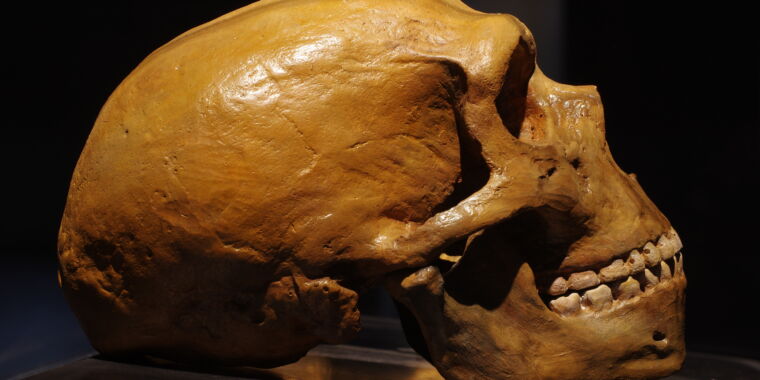 much-of-neanderthal-genetic-diversity-came-from-modern-humans