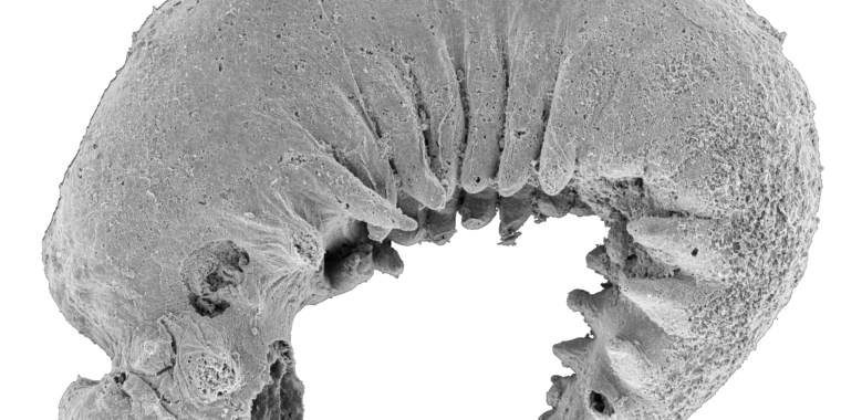 520-million-year-old-larva-fossil-reveals-the-origins-of-arthropods