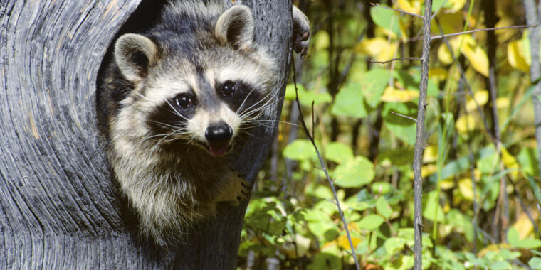 human-cases-of-raccoon-parasite-may-be-your-best-excuse-to-buy-a-flamethrower