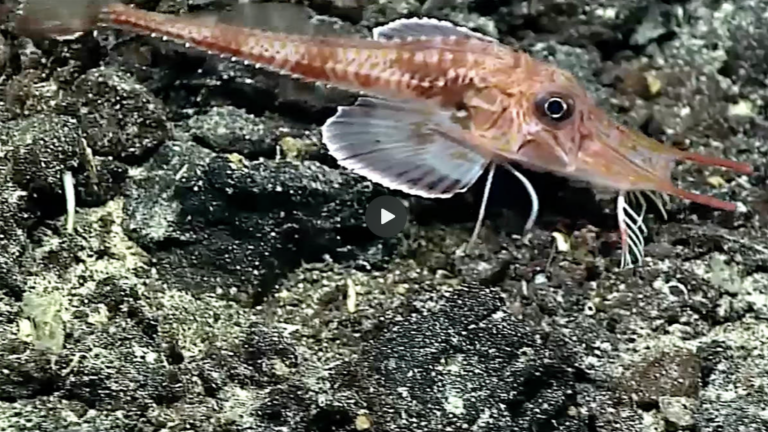 bizarre-fish-has-sensory-“legs”-it-uses-for-walking-and-tasting