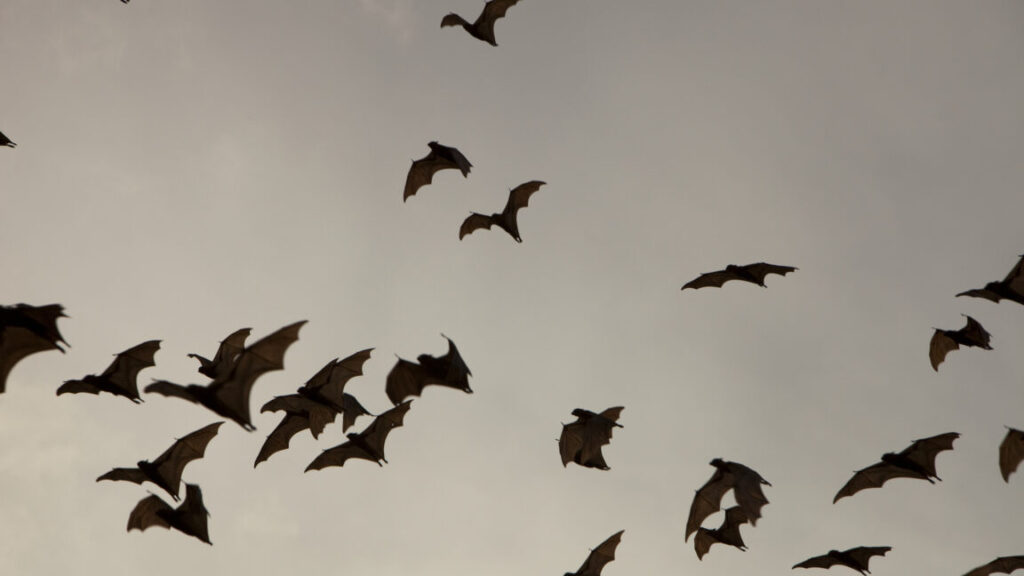 bats-use-echolocation-to-make-mental-maps-for-navigation