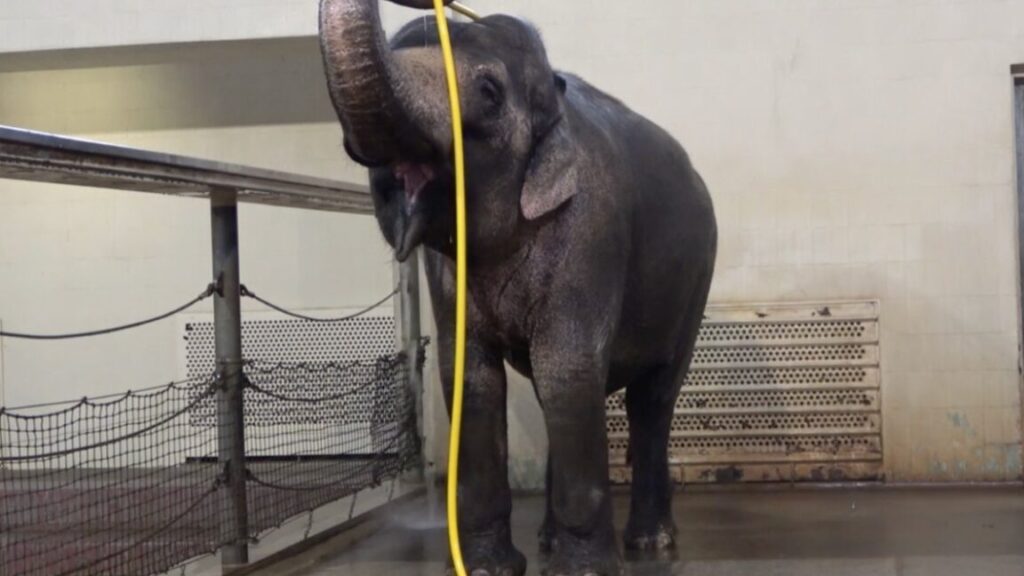 this-elephant-figured-out-how-to-use-a-hose-to-shower