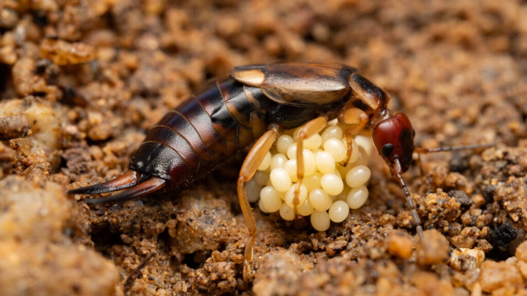 the-amorous-adventures-of-earwigs