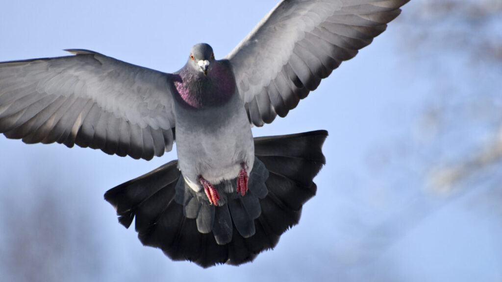 teaching-a-drone-to-fly-without-a-vertical-rudder