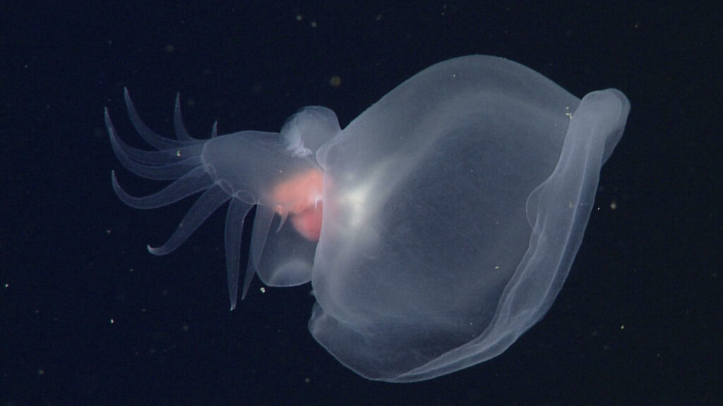 researchers-finally-identify-the-ocean’s-“mystery-mollusk”