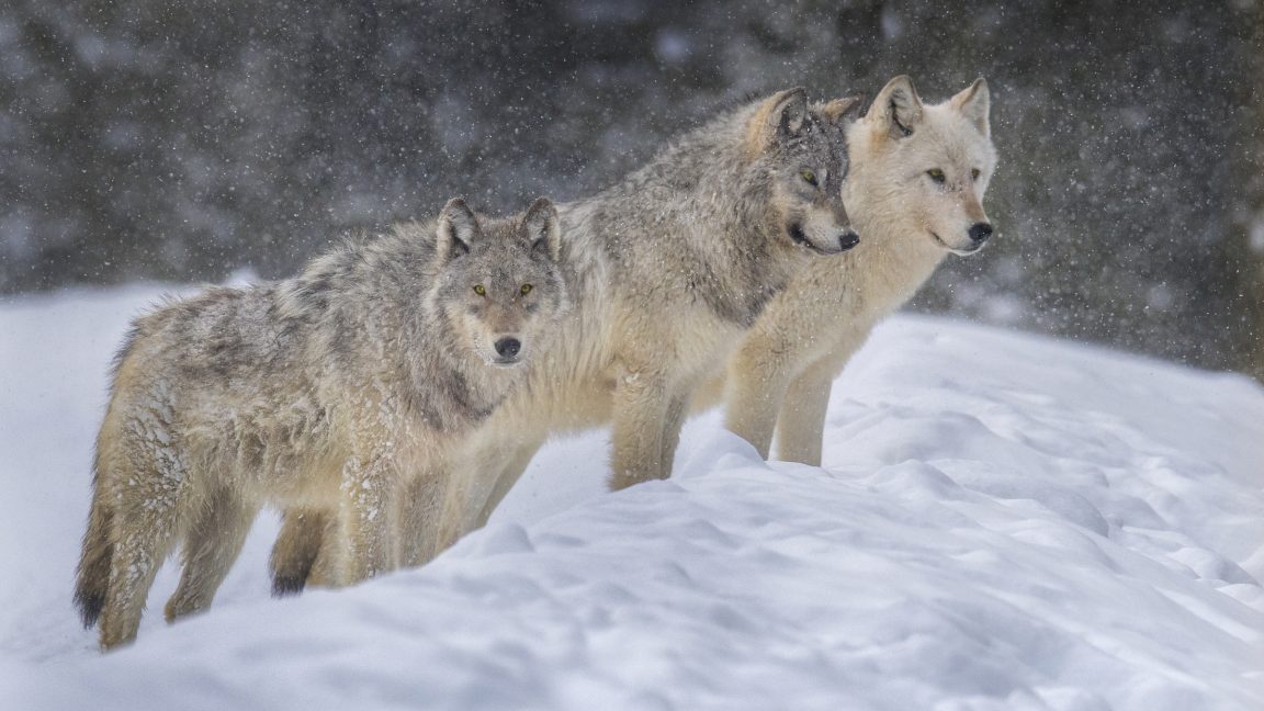 dog-domestication-happened-many-times,-but-most-didn’t-pan-out