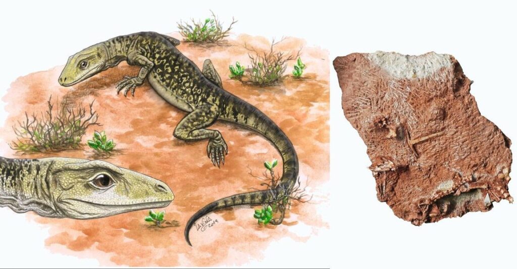 lizards-and-snakes-are-35-million-years-older-than-we-thought