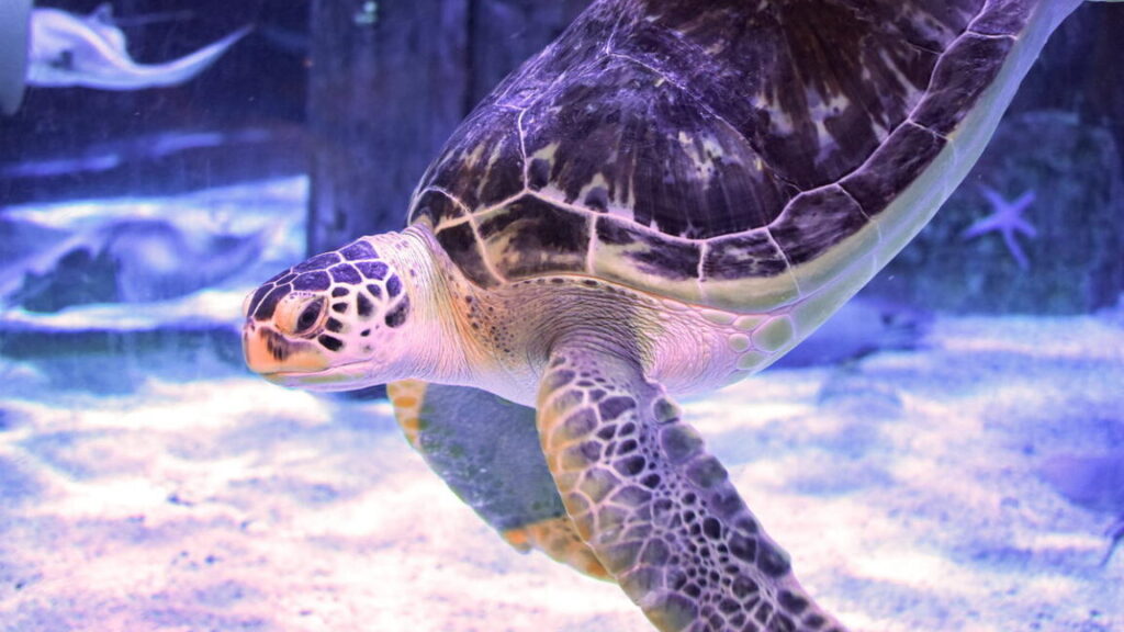 green-sea-turtle-gets-relief-from-“bubble-butt”-syndrome-thanks-to-3d-printing