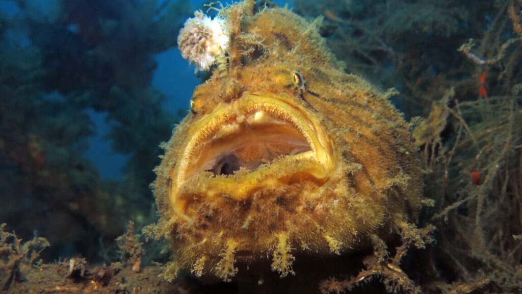 frogfish-reveals-how-it-evolved-the-“fishing-rod”-on-its-head