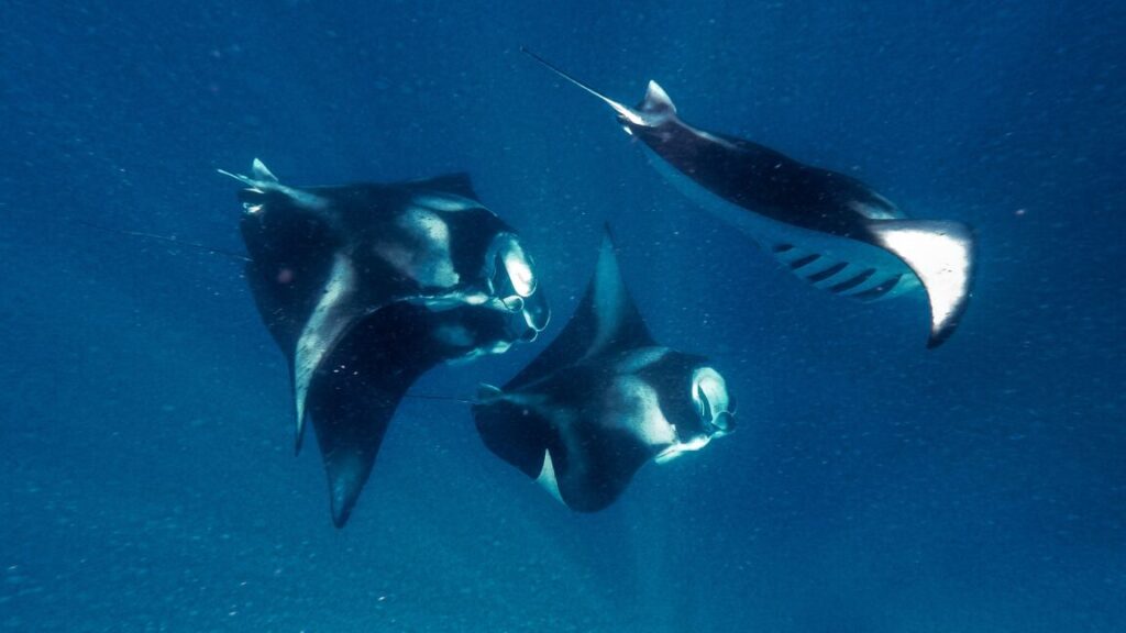 manta-rays-inspire-faster-swimming-robots-and-better-water-filters