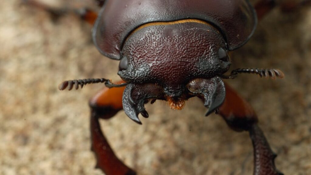 up-close-and-personal-with-the-stag-beetle-in-a-real-bug’s-life-s2