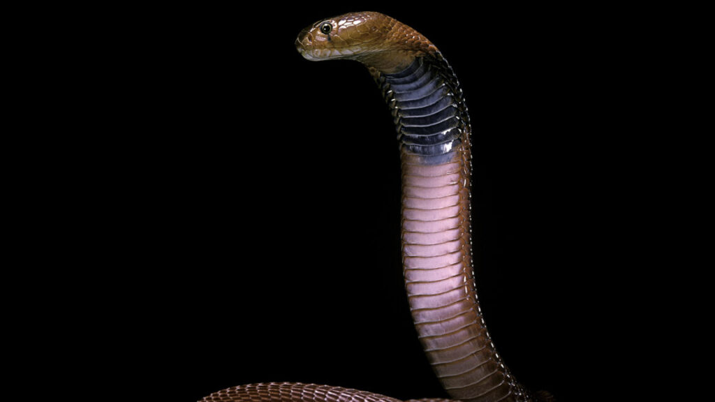 researchers-use-ai-to-design-proteins-that-block-snake-venom-toxins