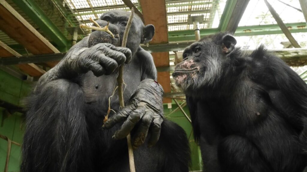 peeing-is-contagious-among-chimps