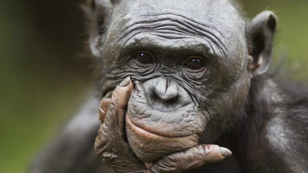 bonobos-recognize-when-humans-are-ignorant,-try-to-help