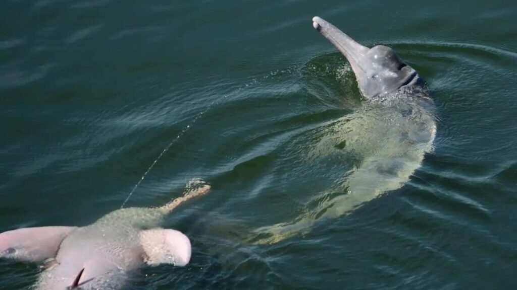 let-us-spray:-river-dolphins-launch-pee-streams-into-air