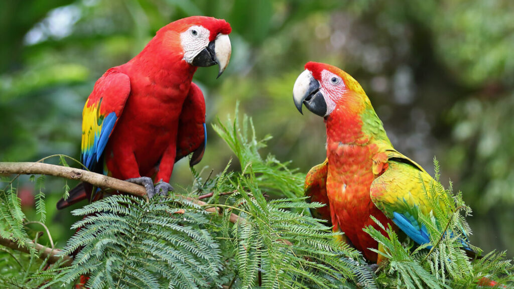 parrots-struggle-when-told-to-do-something-other-than-mimic-their-peers