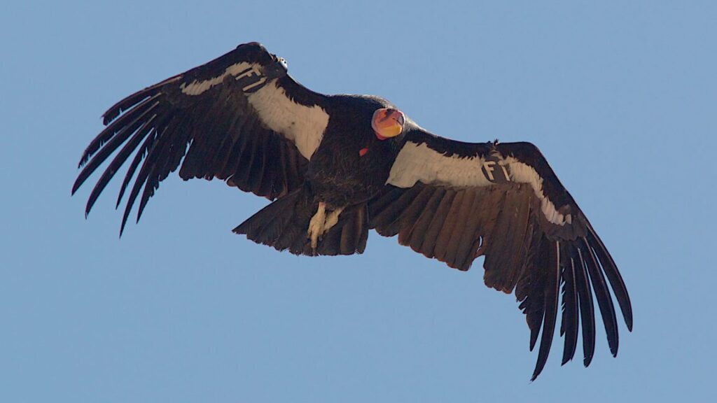 return-of-the-california-condor