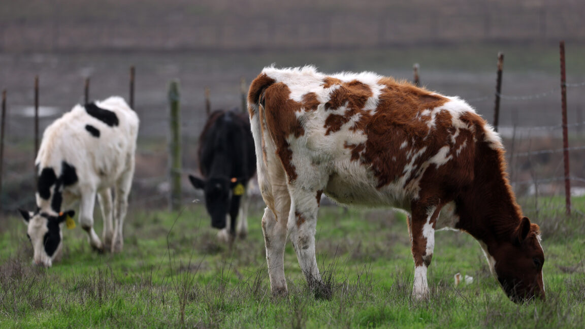 bird-flu-strain-that-just-jumped-to-cows-infects-dairy-worker-in-nevada